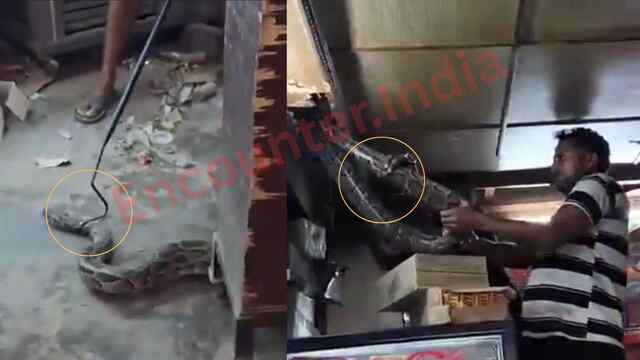 दुकान से 7 फीट लंबा निकला अजगर, मचा हड़कंप, भागा दुकानदार, देखें वीडियो