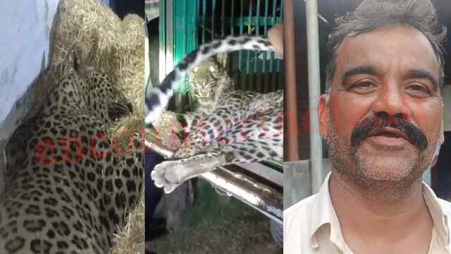 Jalandhar के पड़ोसी जिले में घर में घुसा तेंदुआ, देखें वीडियो