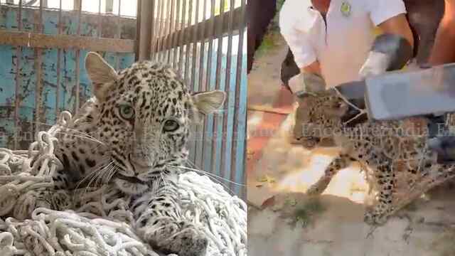 Punjab News: इलाके में दहशत फैला रहे तेंदुए को वन विभाग ने किया काबू, देखें वीडियो
