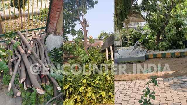 Ludhiana News: BRS नगर में पार्क प्रबंधन समिति पर पेड़ काटने के लगे आरोप, इलाकावासियों में रोष