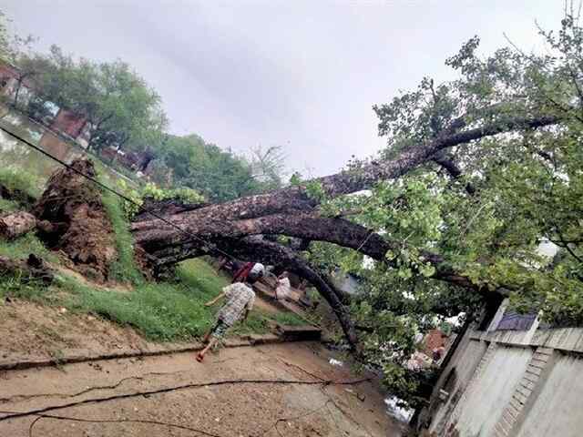 पेड़ से ऐसा लगाव की नहीं रुक रहे परिवार के आंसू, जानें