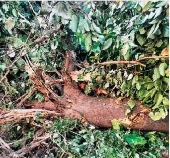 Jalandhar News: सरकारी कॉलोनी में लगे 50 साल पुराने पेड़ उखाड़े, मामला गरमाया