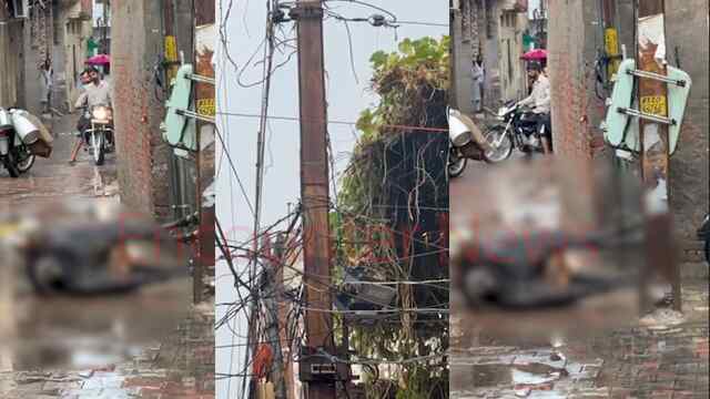 Punjab News: बिजली के खम्बे की चपेट में आया आवारा पशु, दर्दनाक मौत, देखें वीडियो
