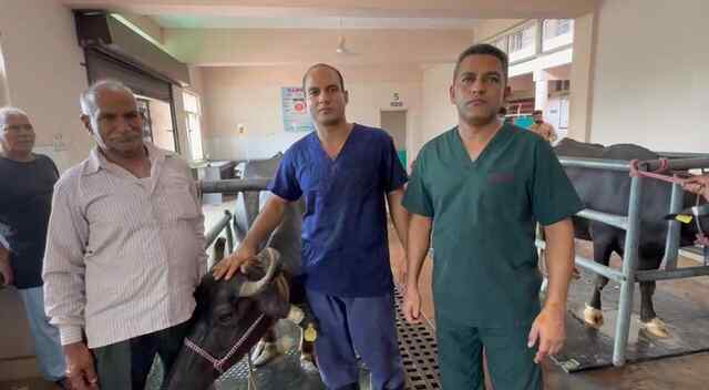 पशु चिकित्सालय ललड़ी में सफल शल्य चिकित्सा से भैंस को मिला नया जीवन