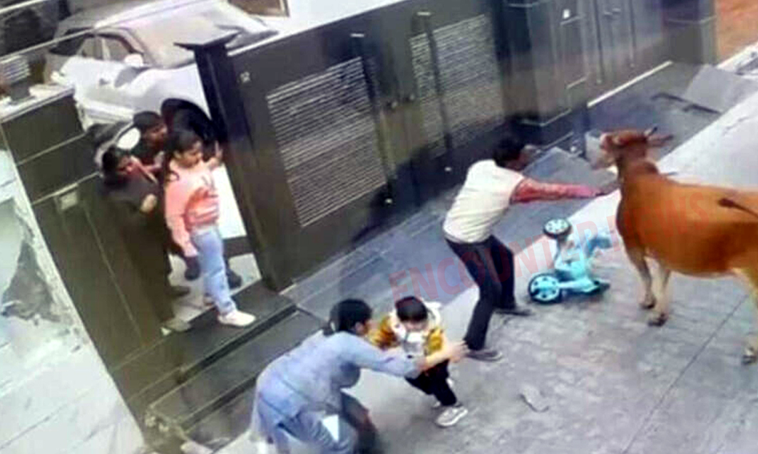 Punjab News: आवारा पशुओं का कहर, गली में खेल रहे मासूम बच्चे पर किया हमला
