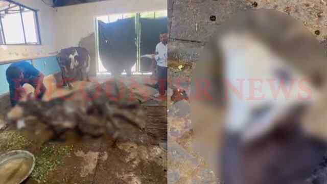 Punjab News : गौशाला में लापरवाही का मामला फिर गरमाया, एक गाय की मौत, दूसरी गंभीर घायल