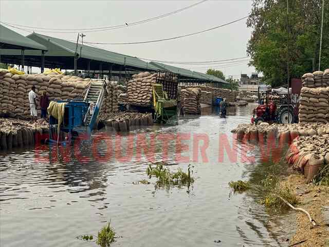 Punjab News: बारिश के पानी में डूब गईं मंडी में पड़ी गेहूं की बोरियां