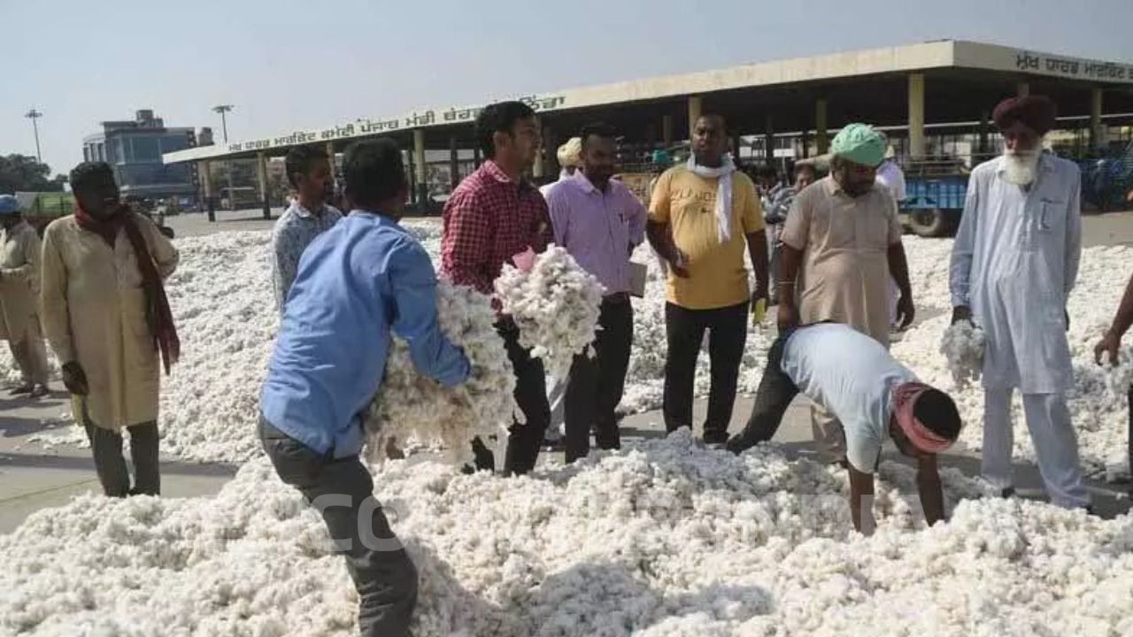 मान सरकार का बड़ा तोहफ़ा—कपास के दामों में ₹1,800+ की सीधी छलांग!